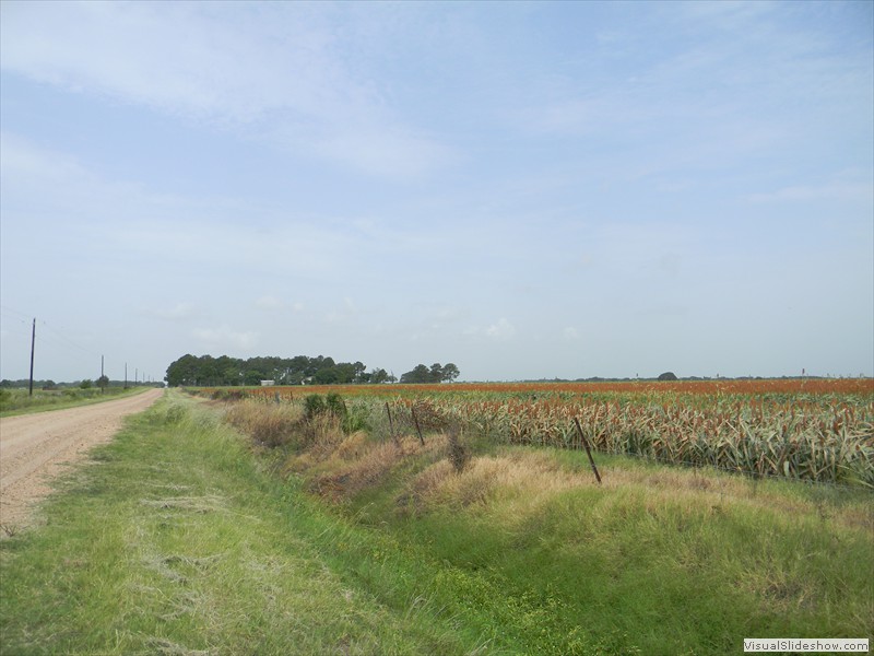 05-another view of the milo field