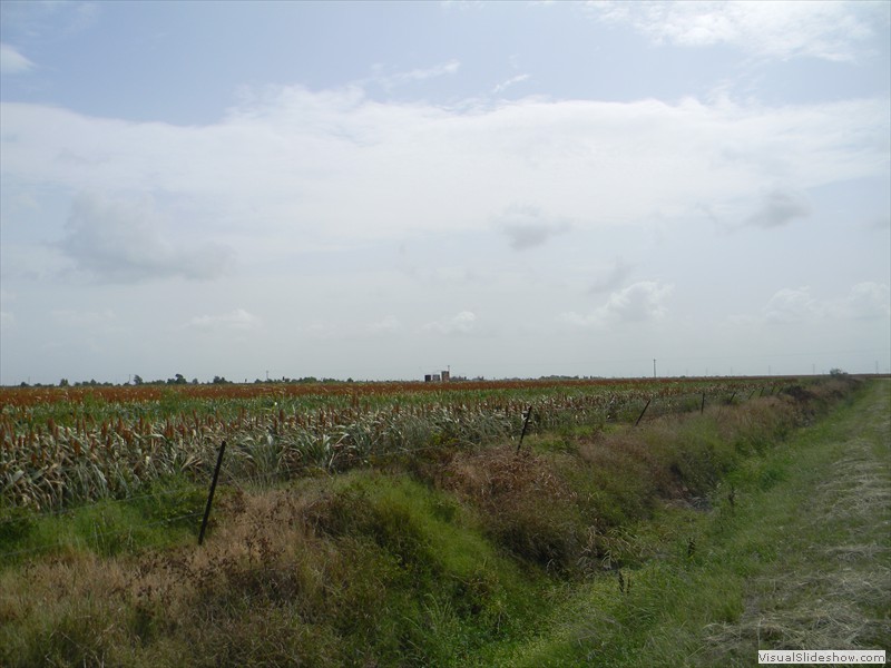 06-Milo field corner. Tanks in background are on the property line.