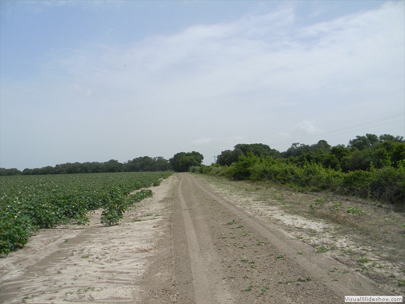 07-Cotton Field