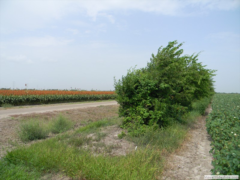 08-Cotton/milo field. Tree line in background backs up to a creek.