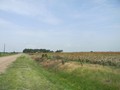 05-another view of the milo field