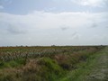 06-Milo field corner. Tanks in background are on the property line.