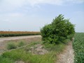 08-Cotton/milo field. Tree line in background backs up to a creek.