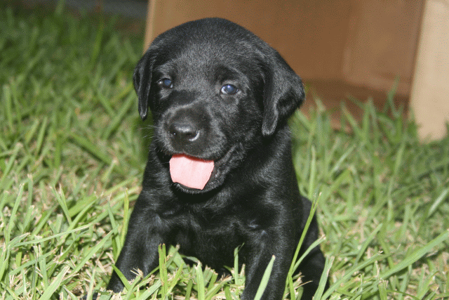 black lab puppy