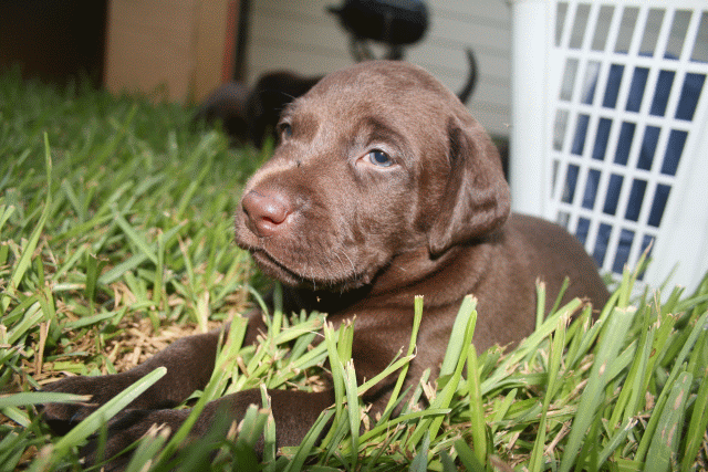 chocolate puppy2