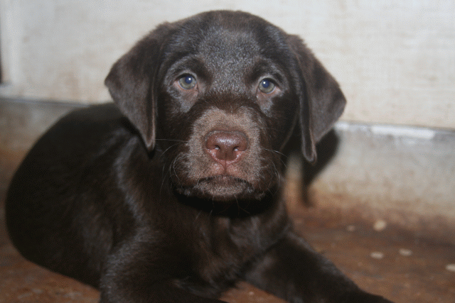 chocolate puppy