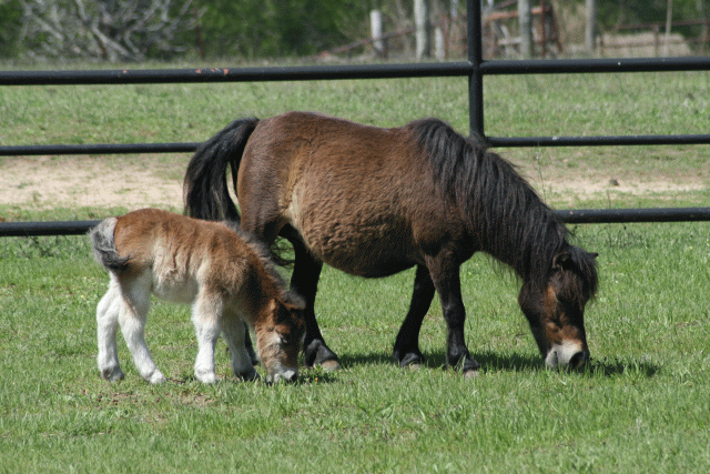 Little horse